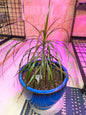 dragon tree