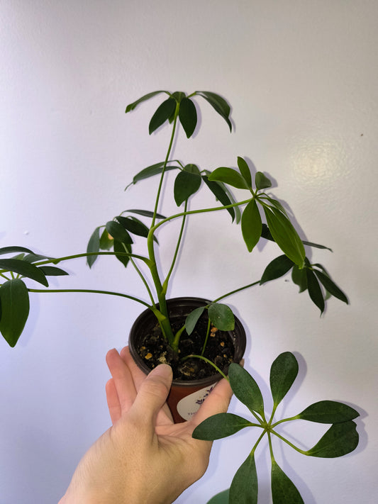 Schefflera arboricola "Dwarf umbrella tree"