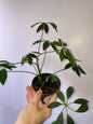 Schefflera arboricola "Dwarf umbrella tree"