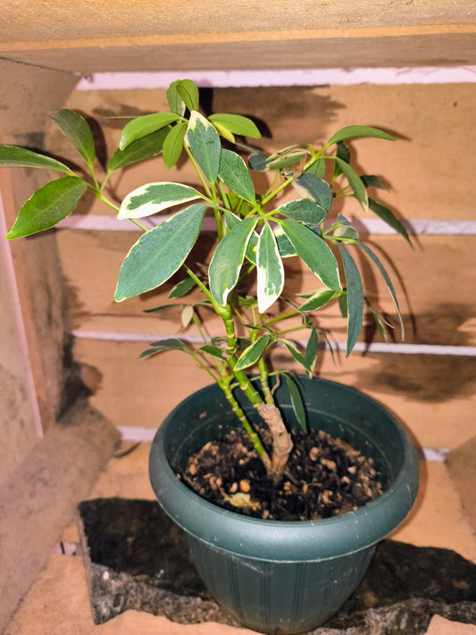 Shefflera arboricola "Dwarf umbrella tree" Variegated