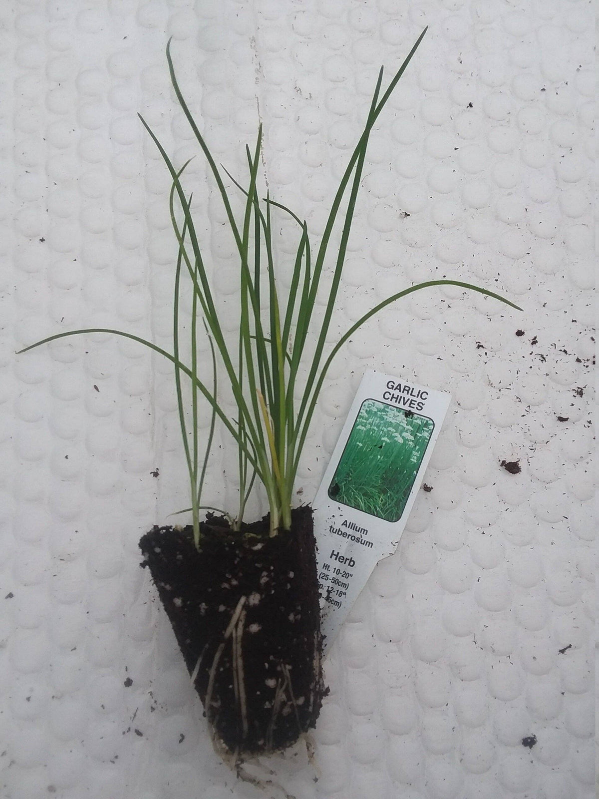 Garlic Chives