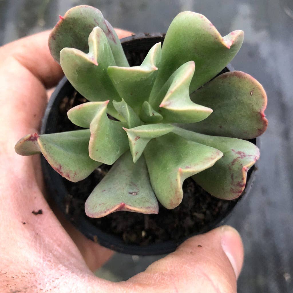 Echeveria 'Dark Vader'