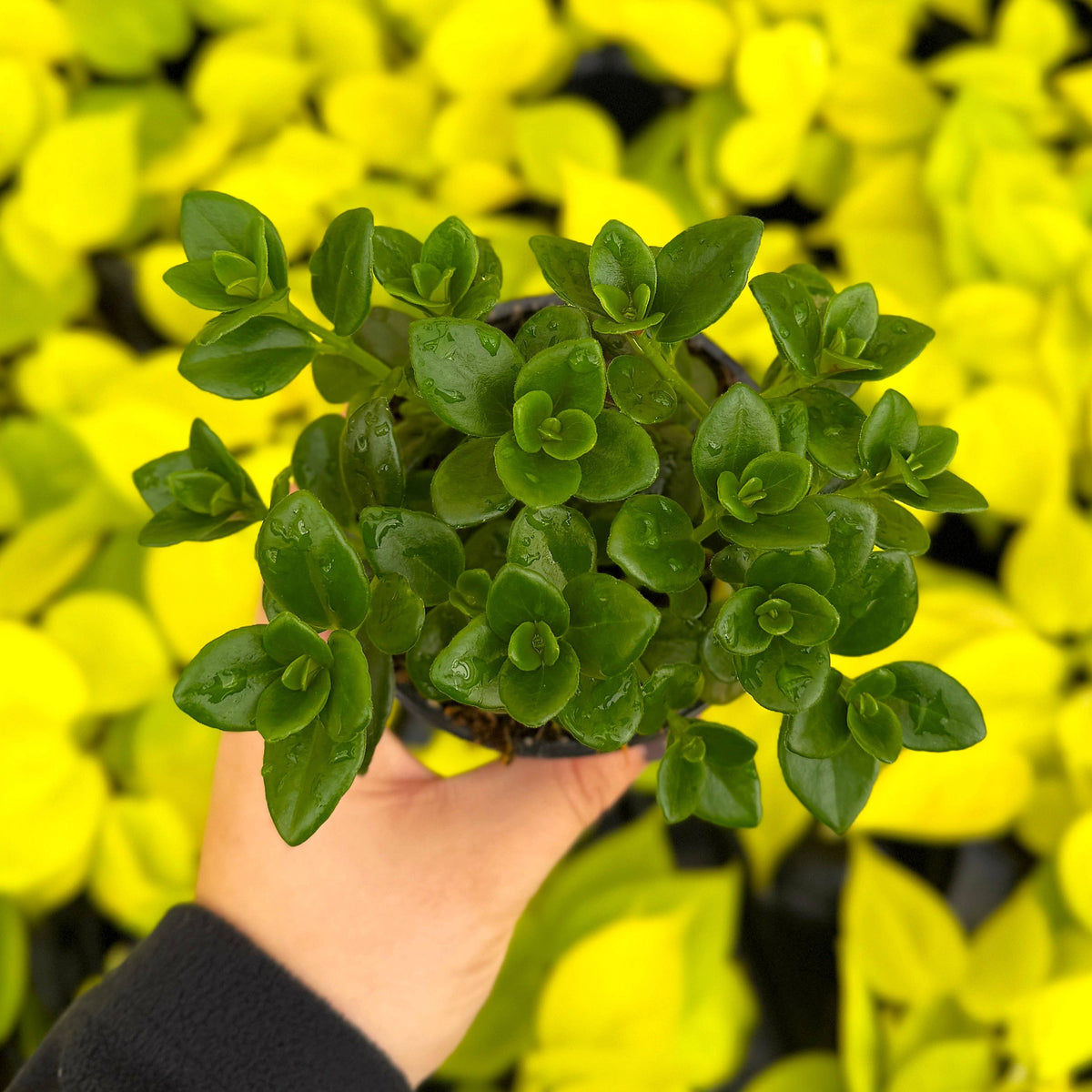 Goldfish Plant