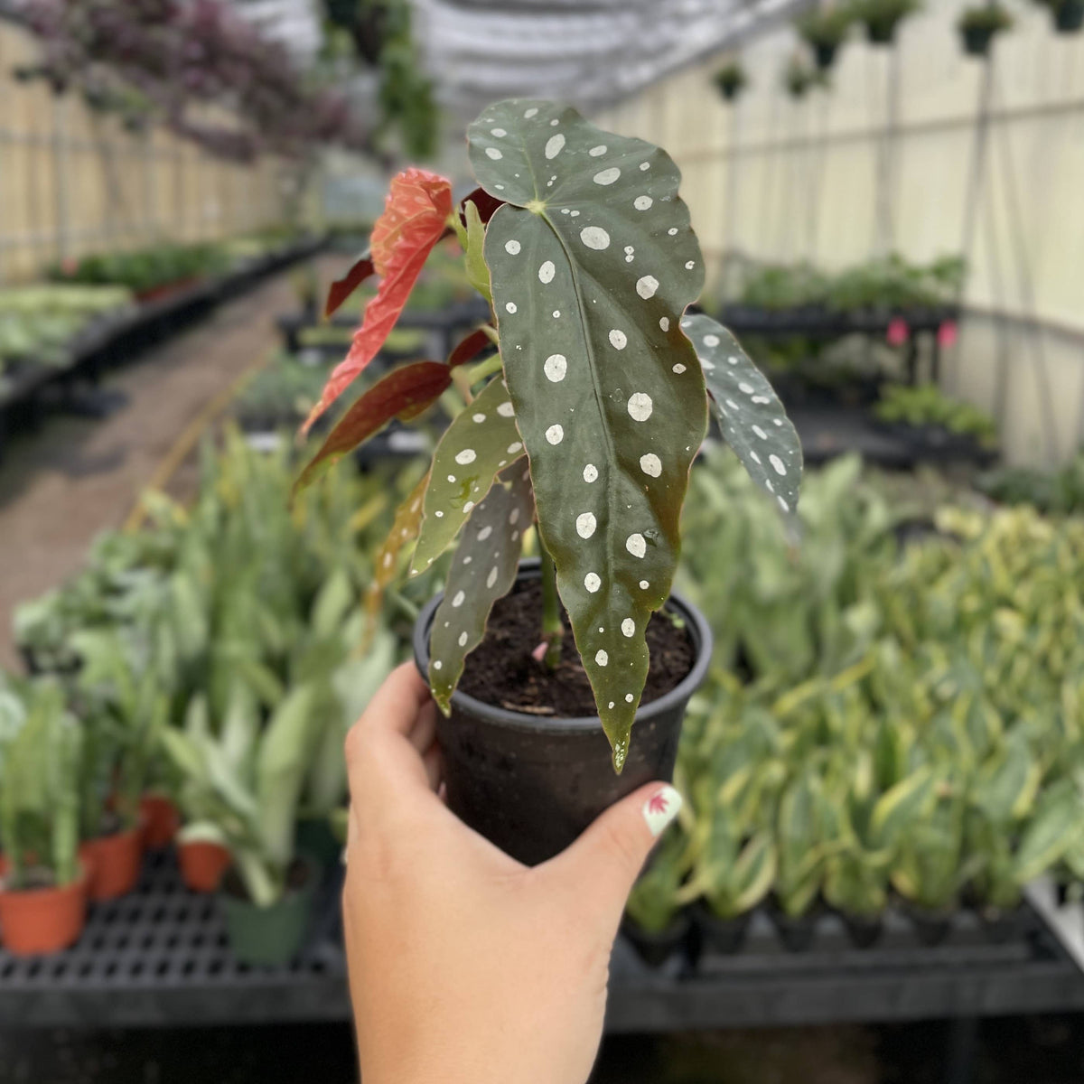 Begonia Maculata - Polka Dot Plant