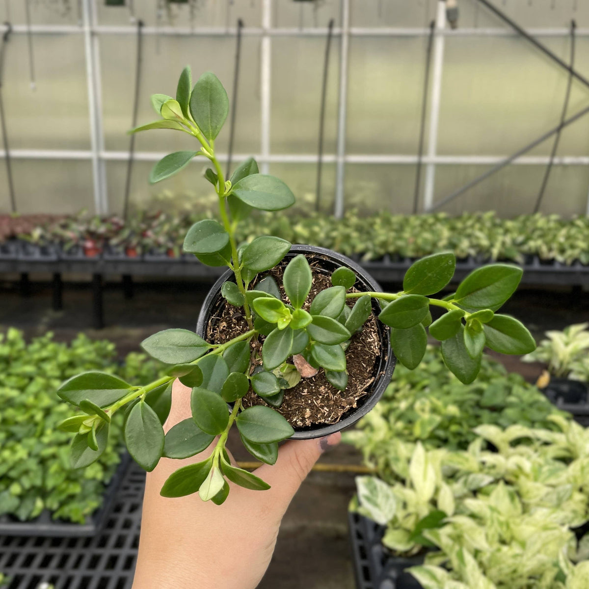 Goldfish Plant