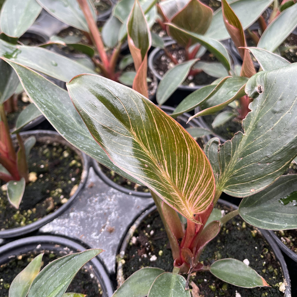 Pink Philodendron Birkin