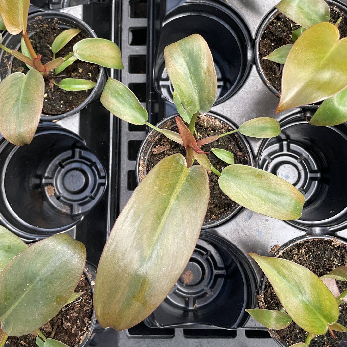 Philodendron Sayaka
