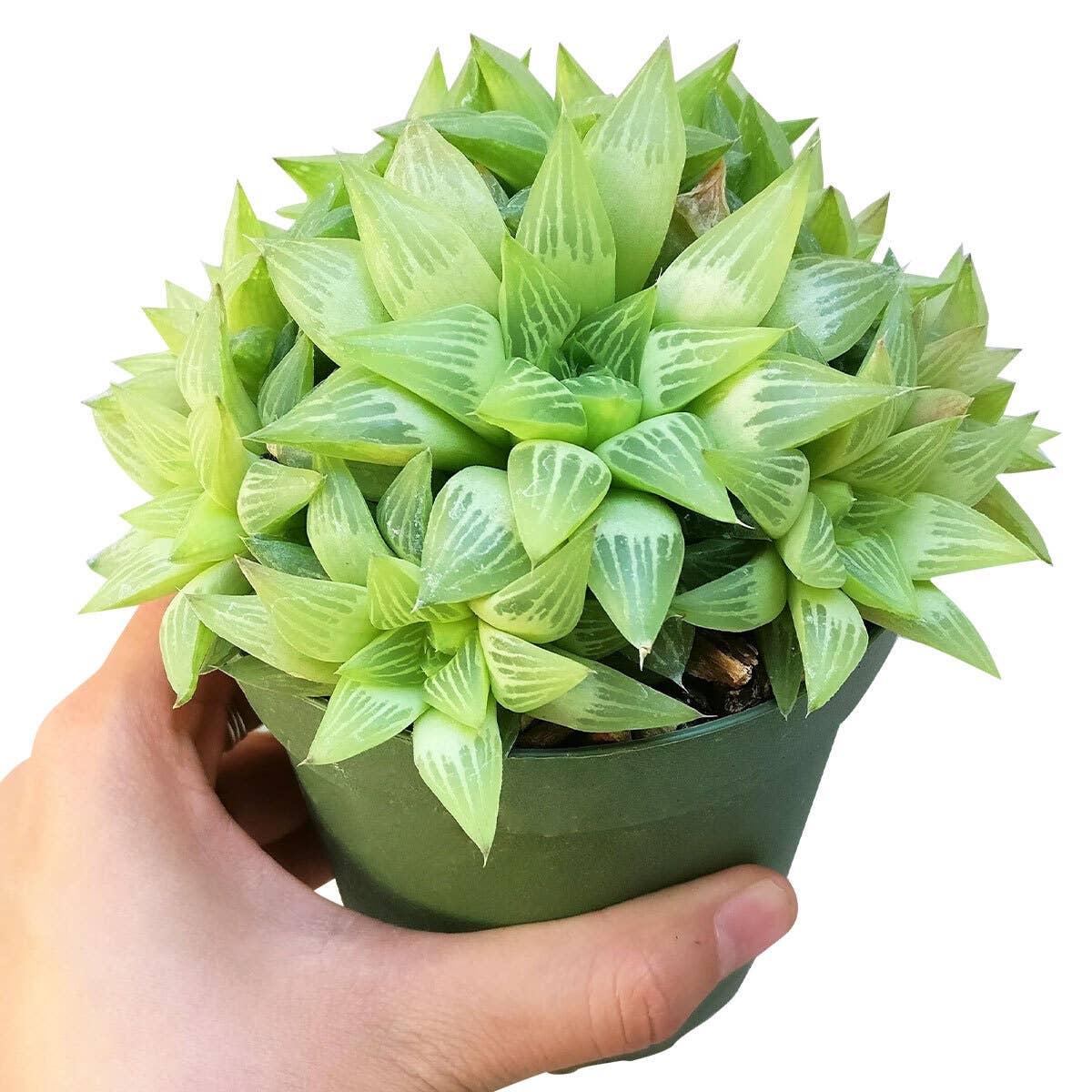 Haworthia cymbiformis Window Succulent