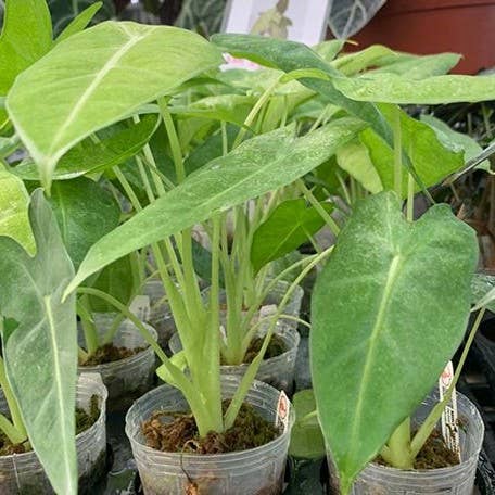 Alocasia micholitziana Variegated 'Mint'