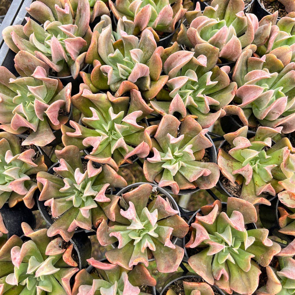 Echeveria 'Dark Vader'