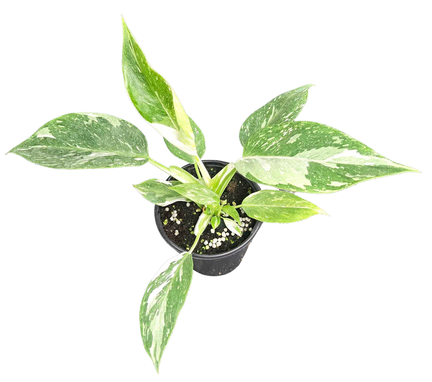 Philodendron White Princess Galaxy