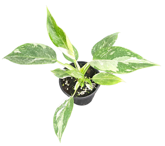 Philodendron White Princess Galaxy
