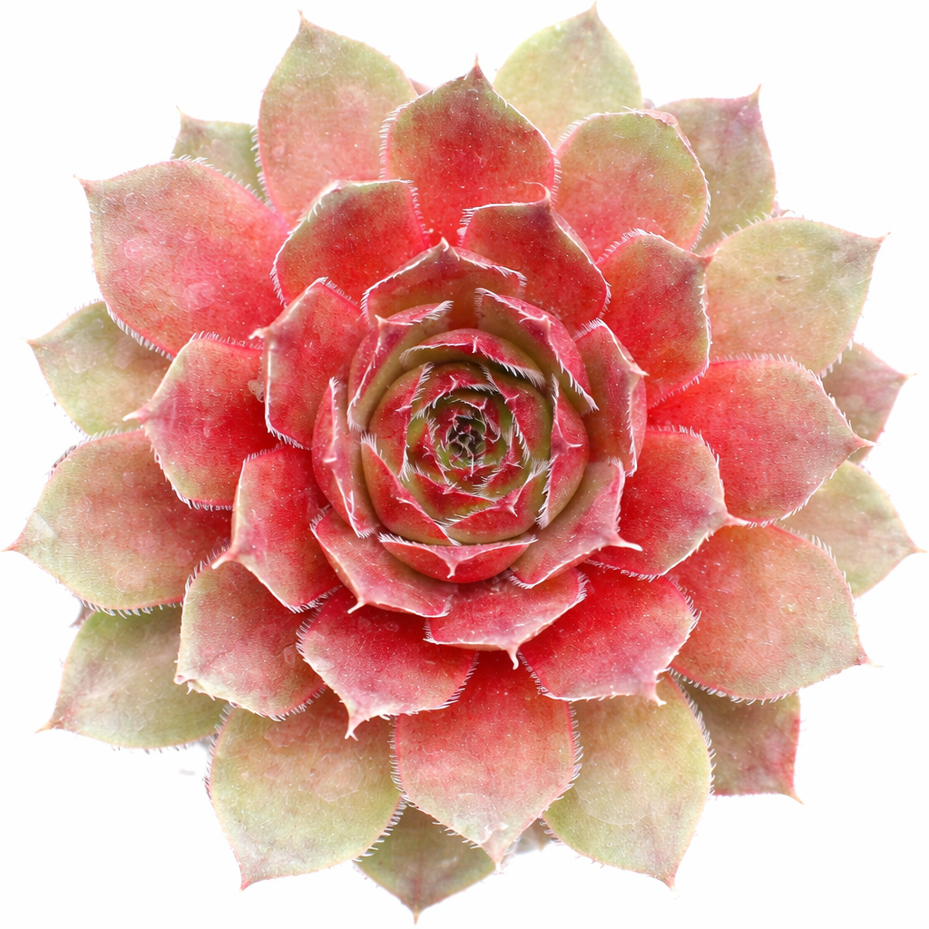 Sempervivum 'Red Rubin'