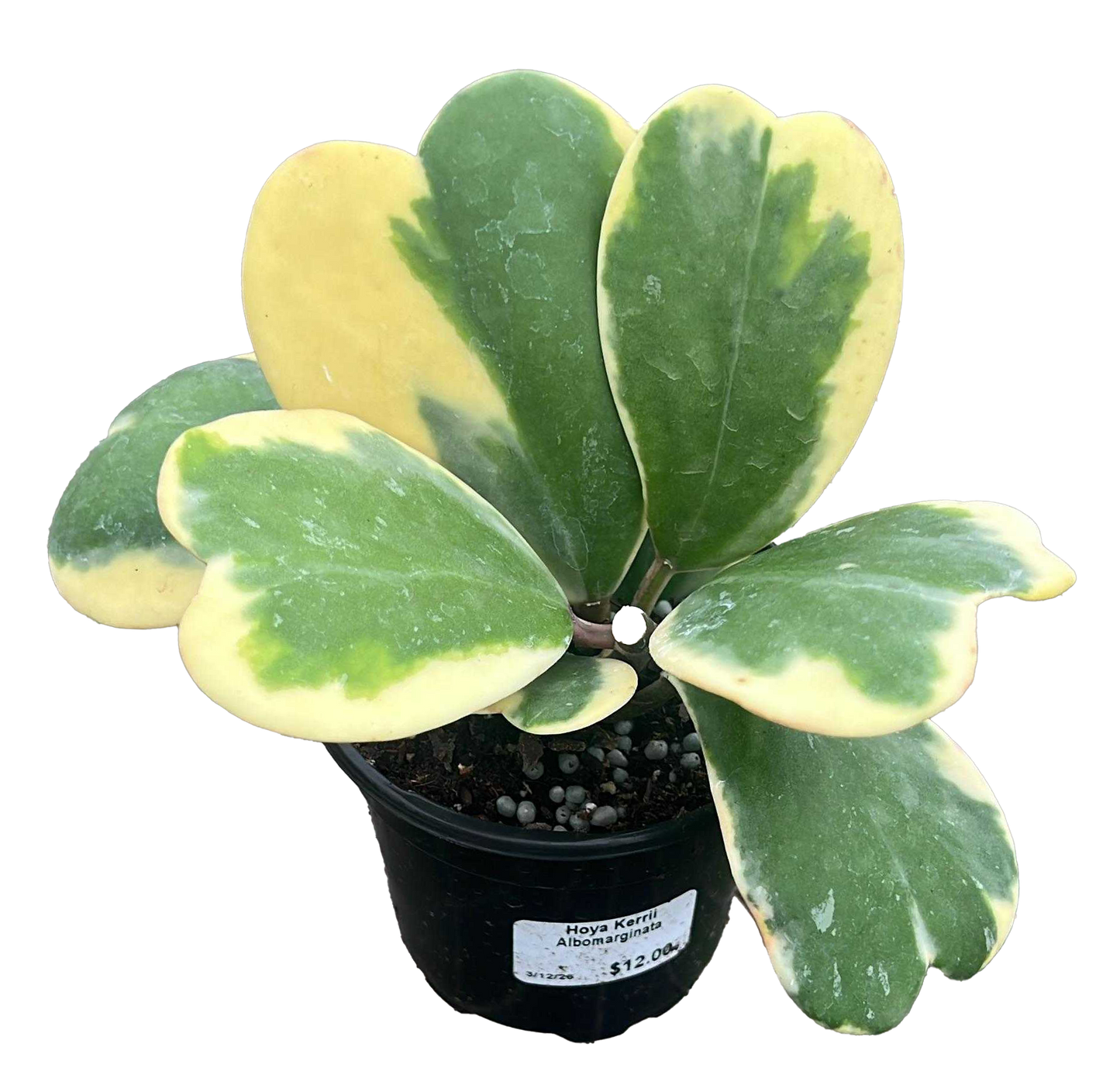 Hoya Kerri Heart Outer Variegated