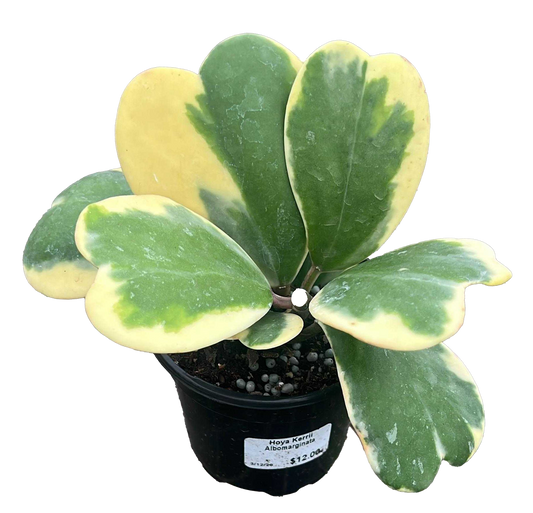 Hoya Kerri Heart Outer Variegated