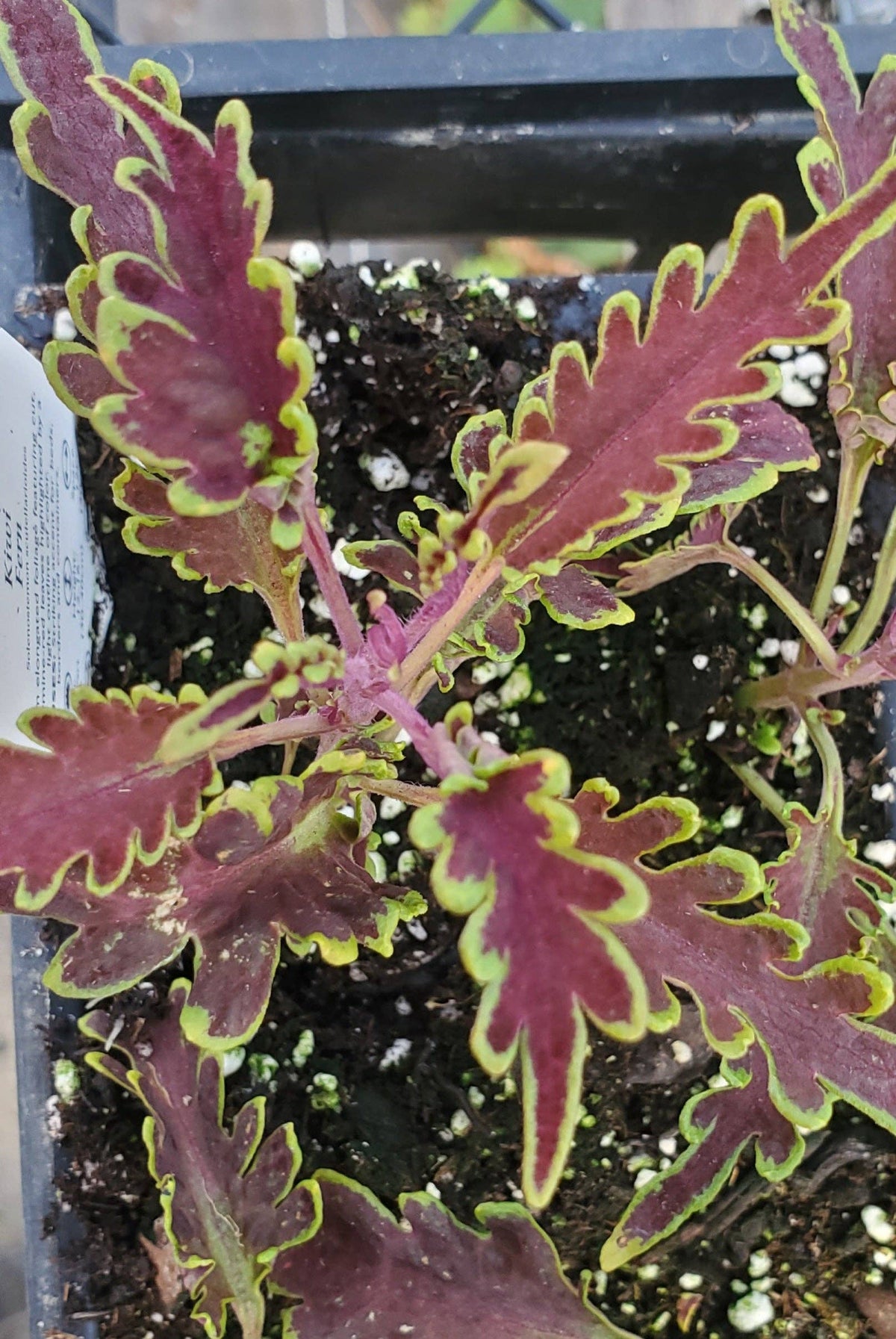 Kiwi Fern Coleus
