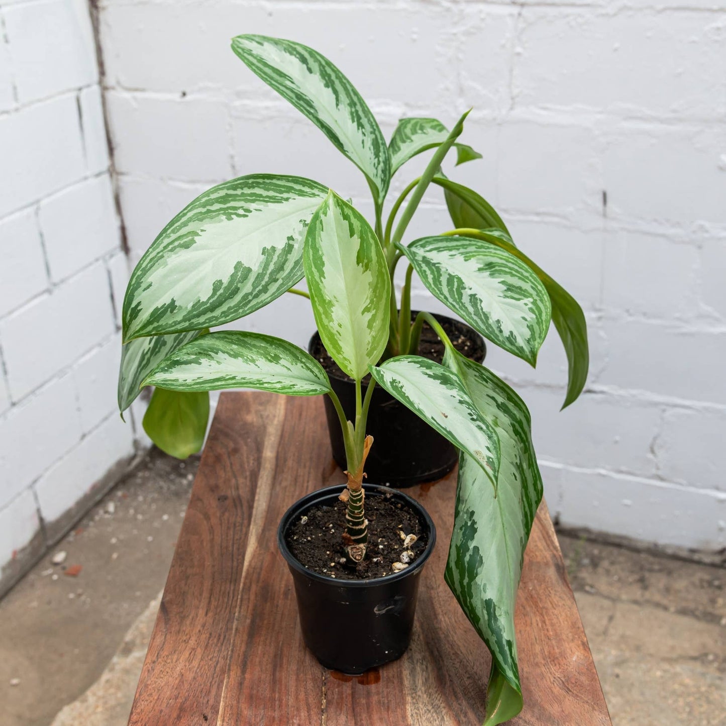Silver Bay Aglaonema (Aglaonema 'Silver Bay')