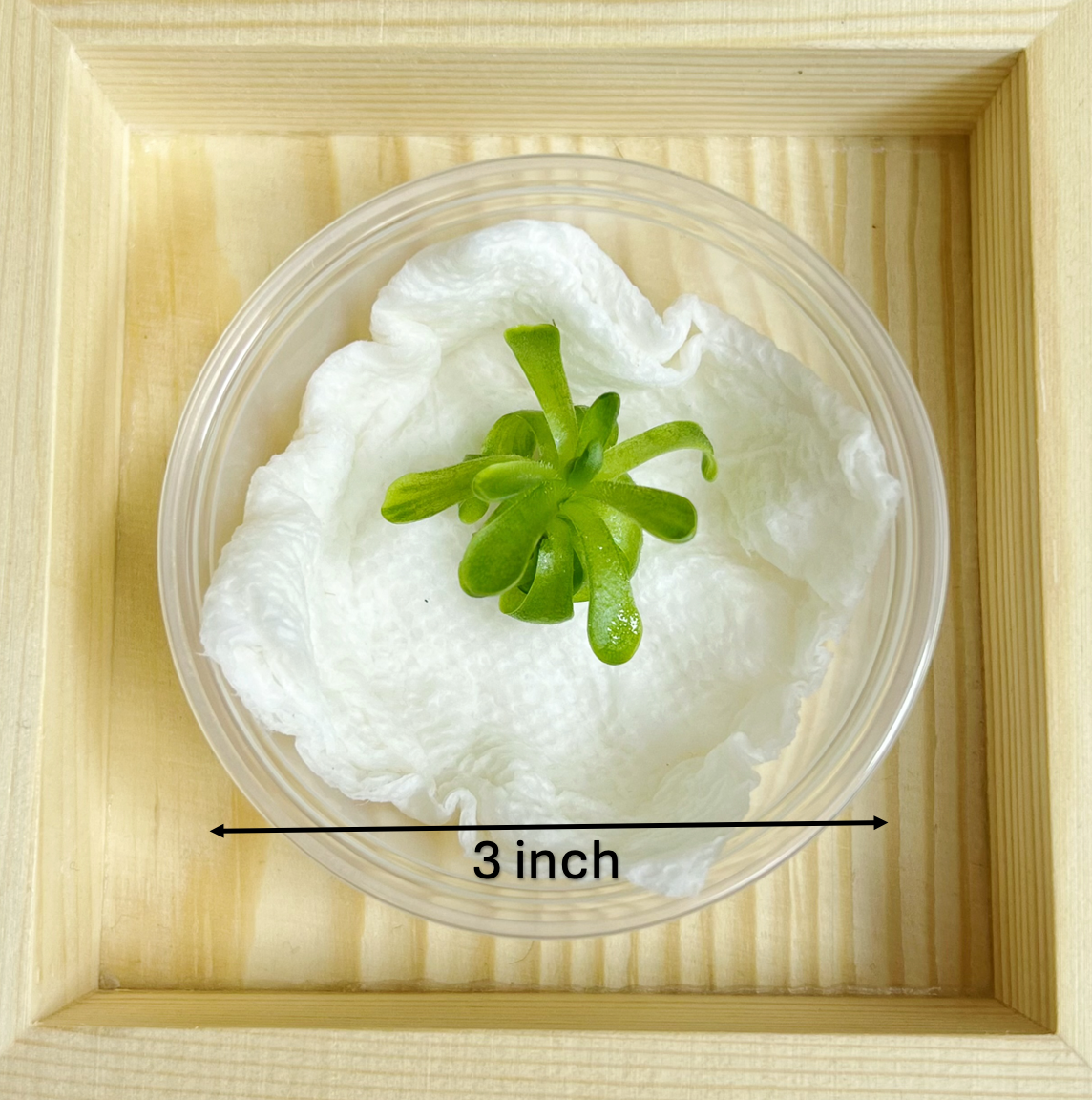 Pinguicula esseriana – Mexican Butterwort (Plant Only)