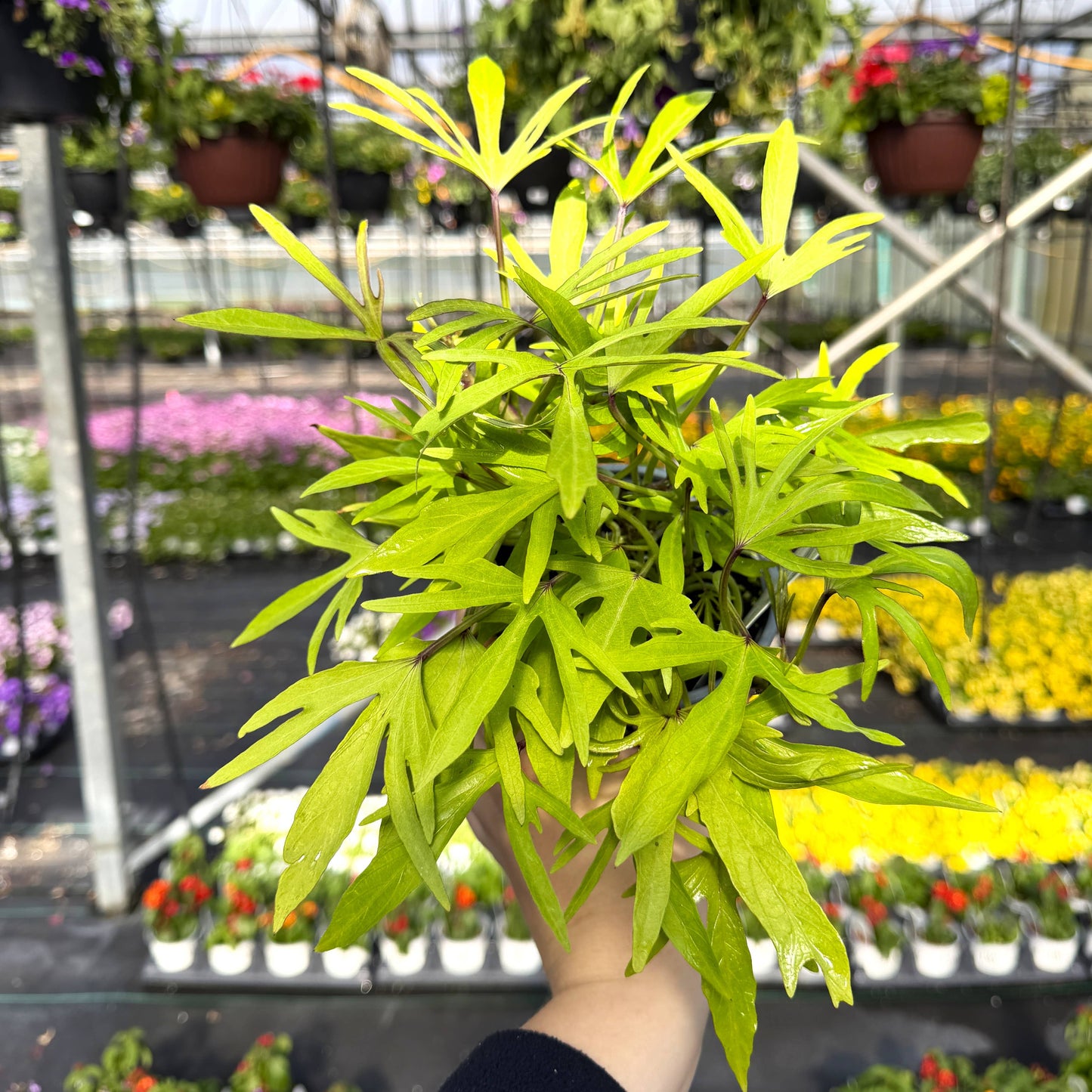 Medusa Lime Sweet Potato Vine