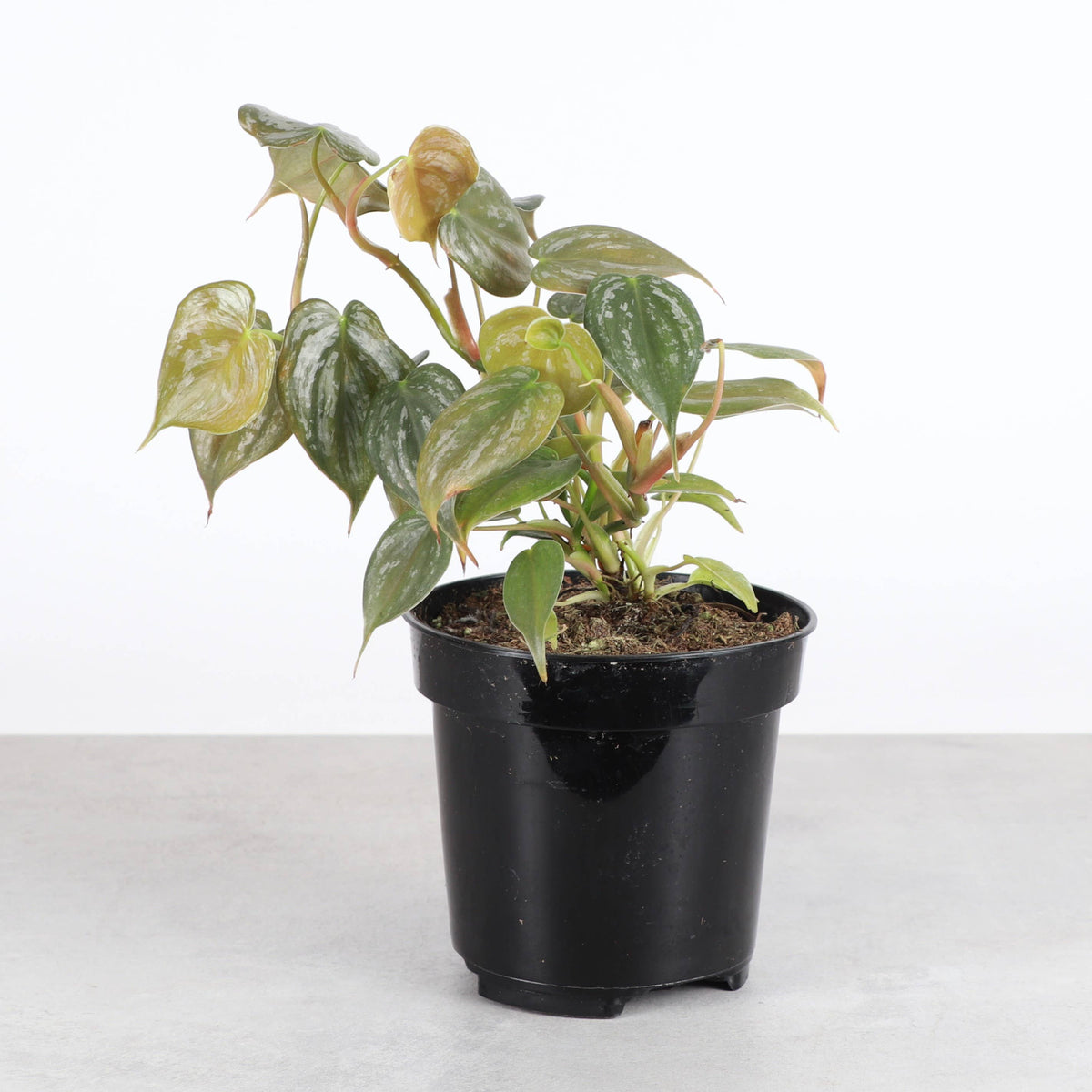 Philodendron Brandtianum