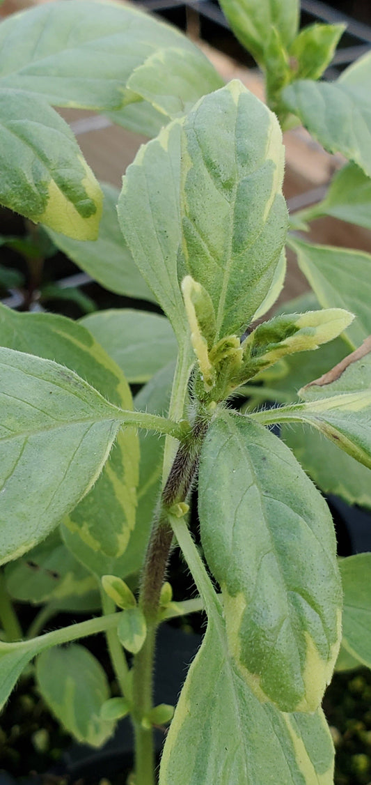 Basil variegated African Blue
