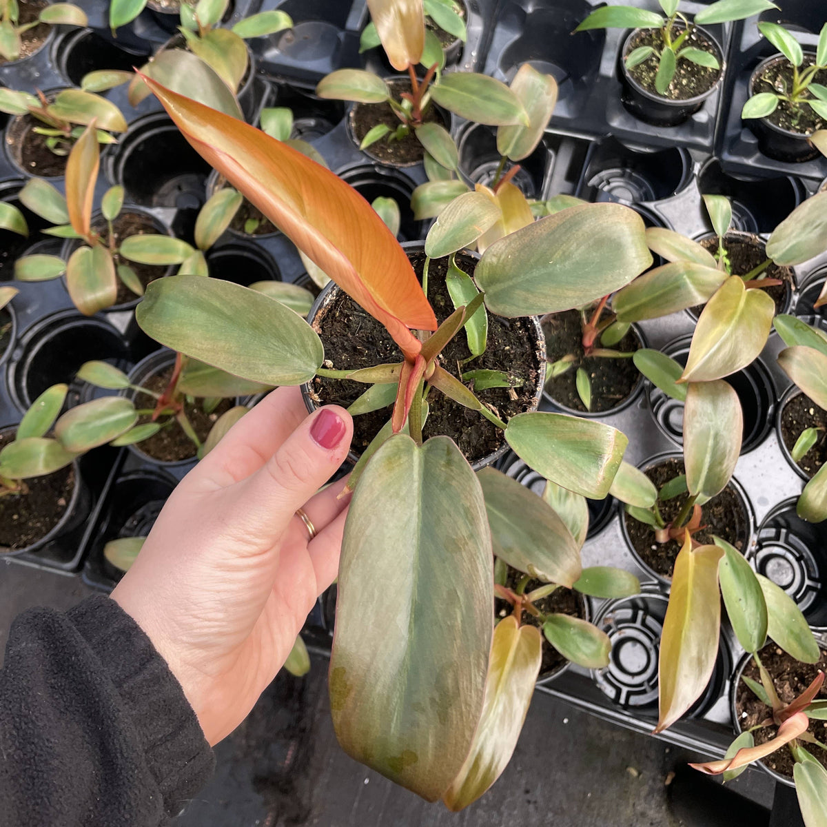 Philodendron Sayaka