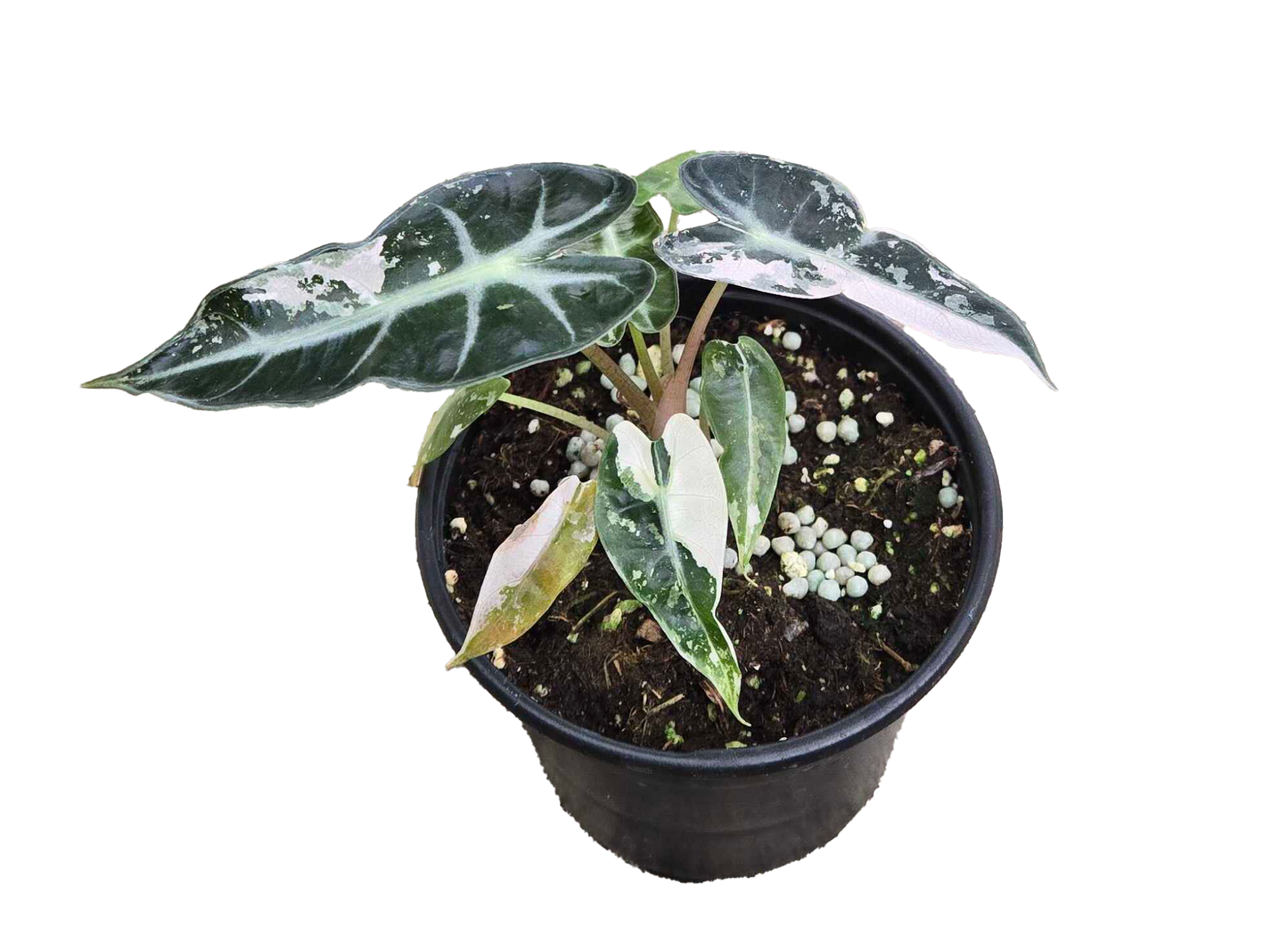 Alocasia Bambino Variegated
