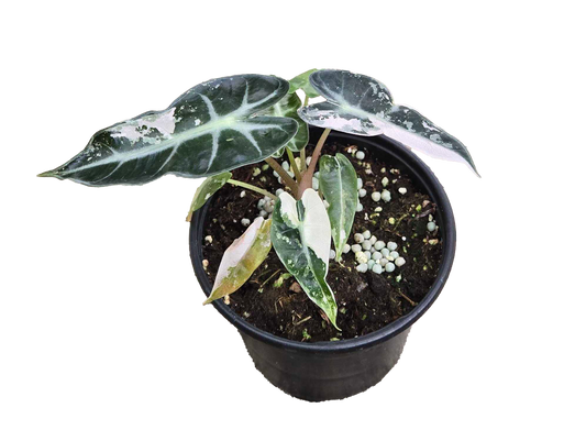 Alocasia Bambino Variegated