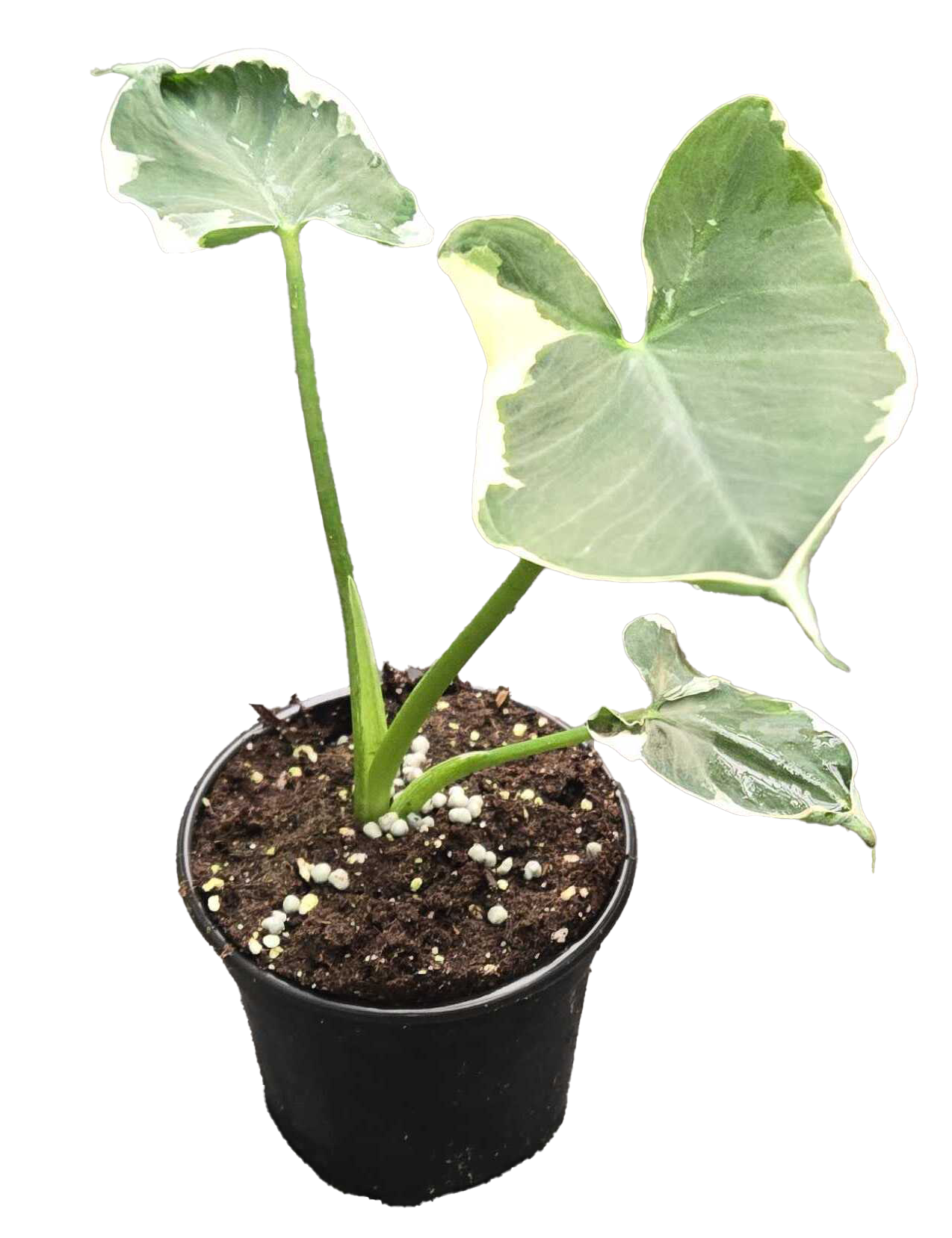 Alocasia Mickey Mouse