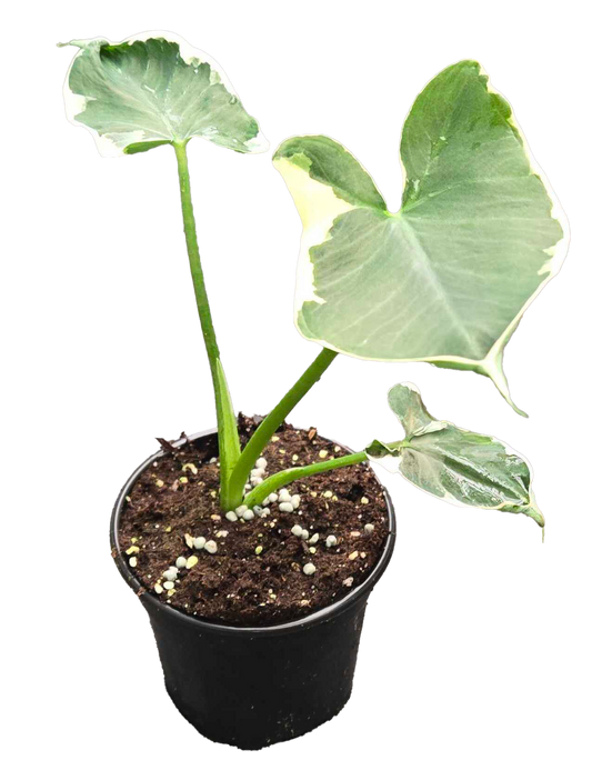 Alocasia Mickey Mouse