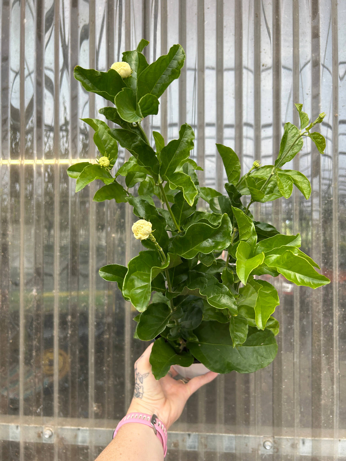 6" Jasmine sambac 'Grand Duke of Tuscany'