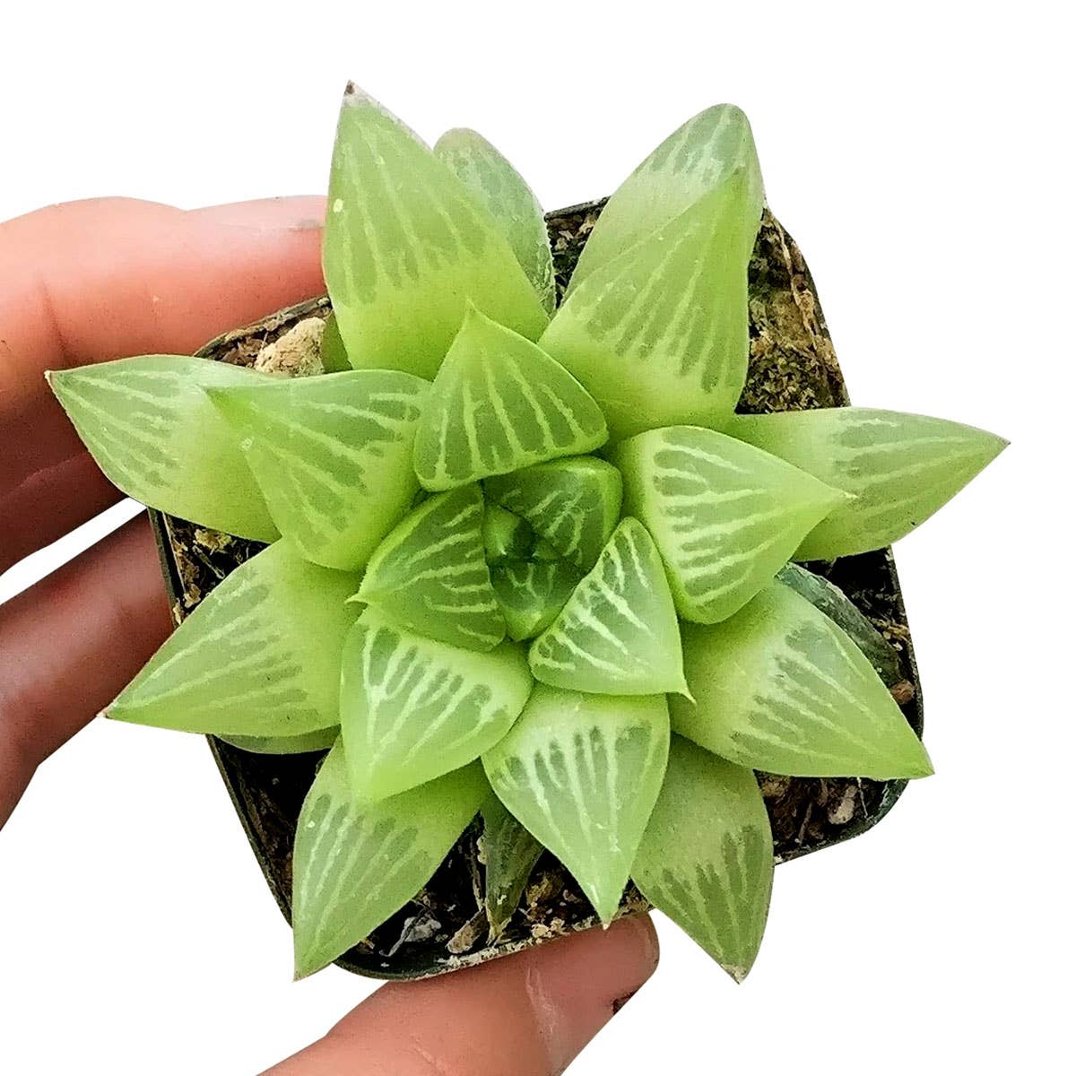 Haworthia cymbiformis Window Succulent