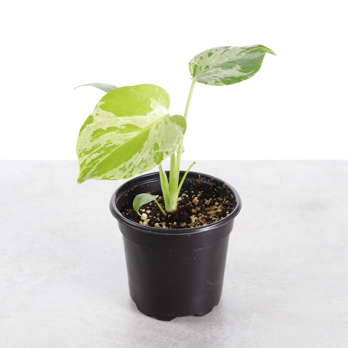 Monstera Bulbasaur- 4" Live Plant