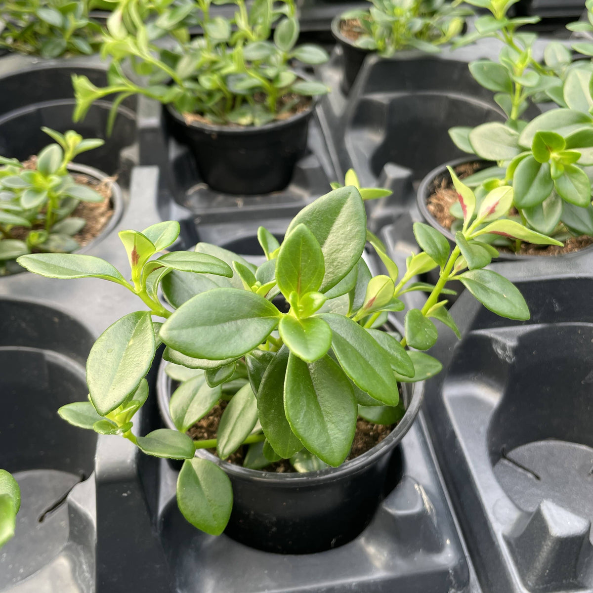 Goldfish Plant