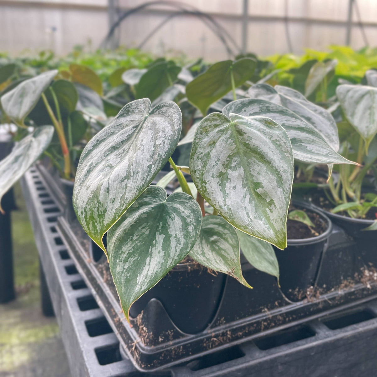 Philodendron Brandtianum