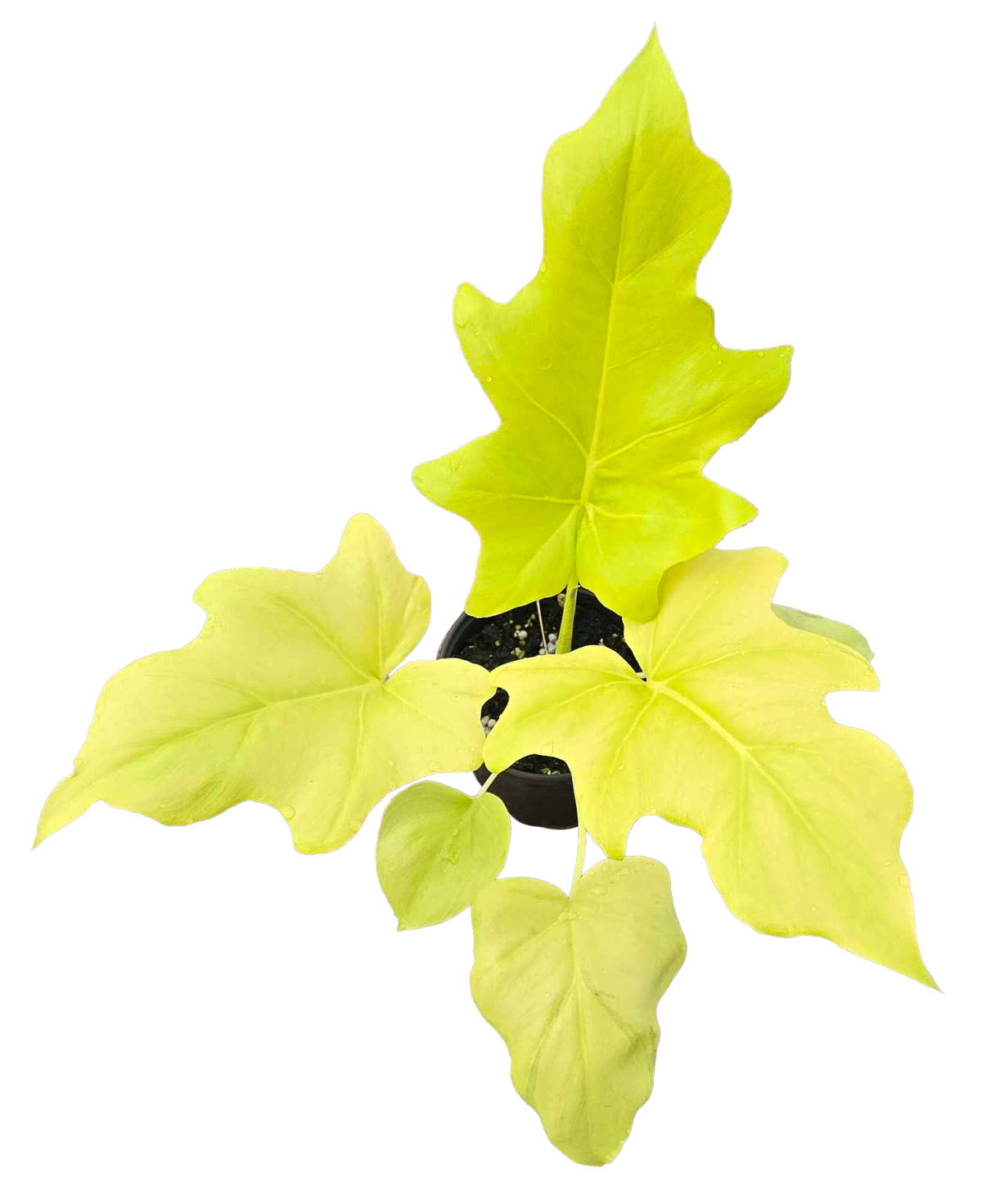 Philodendron Warscewiczii