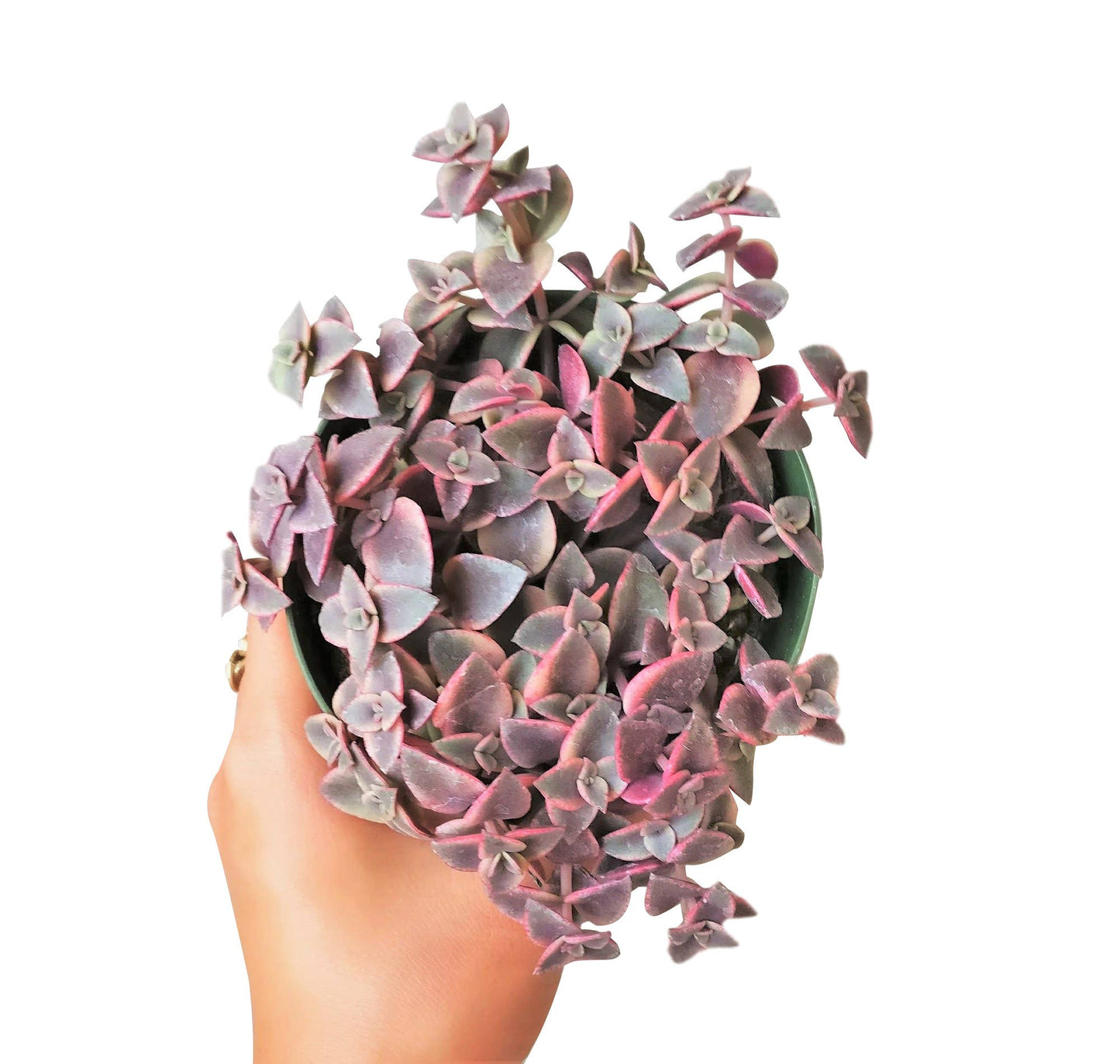 Calico Kitten Crassula pellucida f. variegata