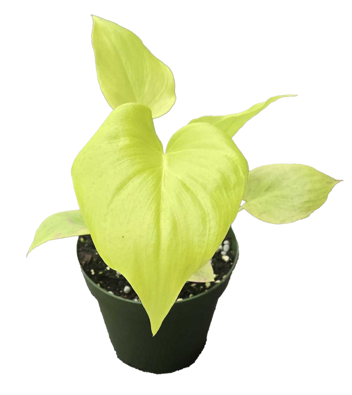 Philodendron Warscewiczii