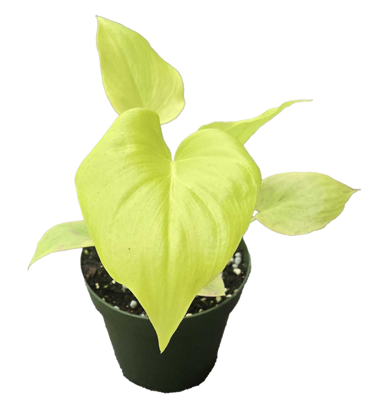 Philodendron Warscewiczii