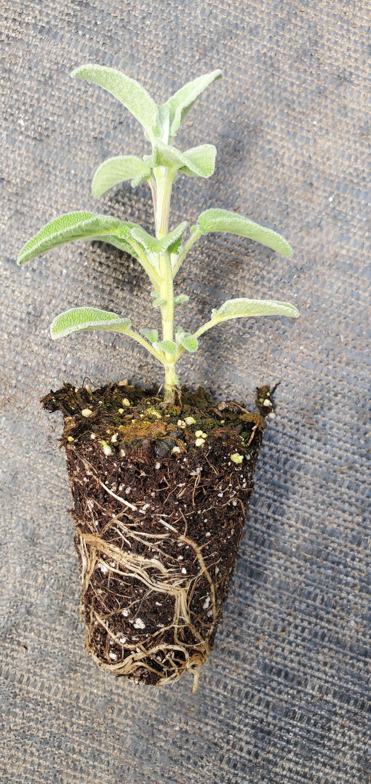 Greek Sage
