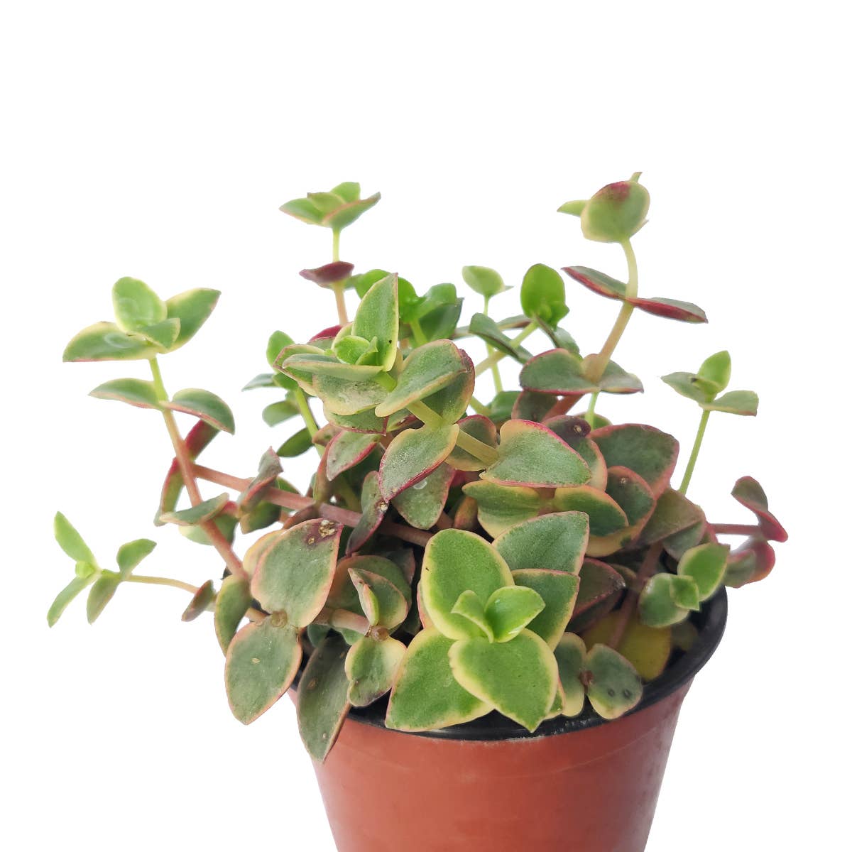 Calico Kitten Crassula pellucida f. variegata