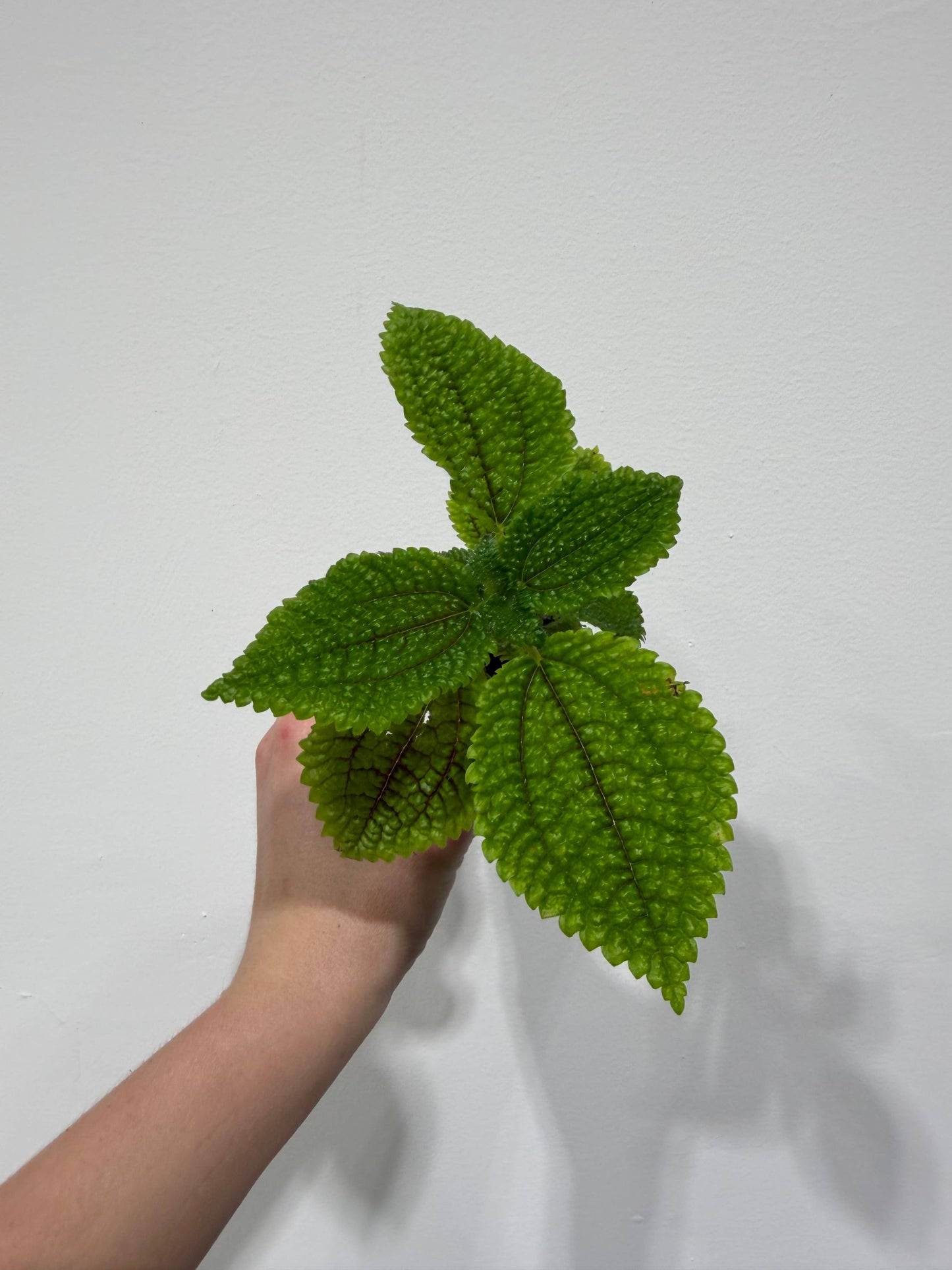 Pilea Moon Valley