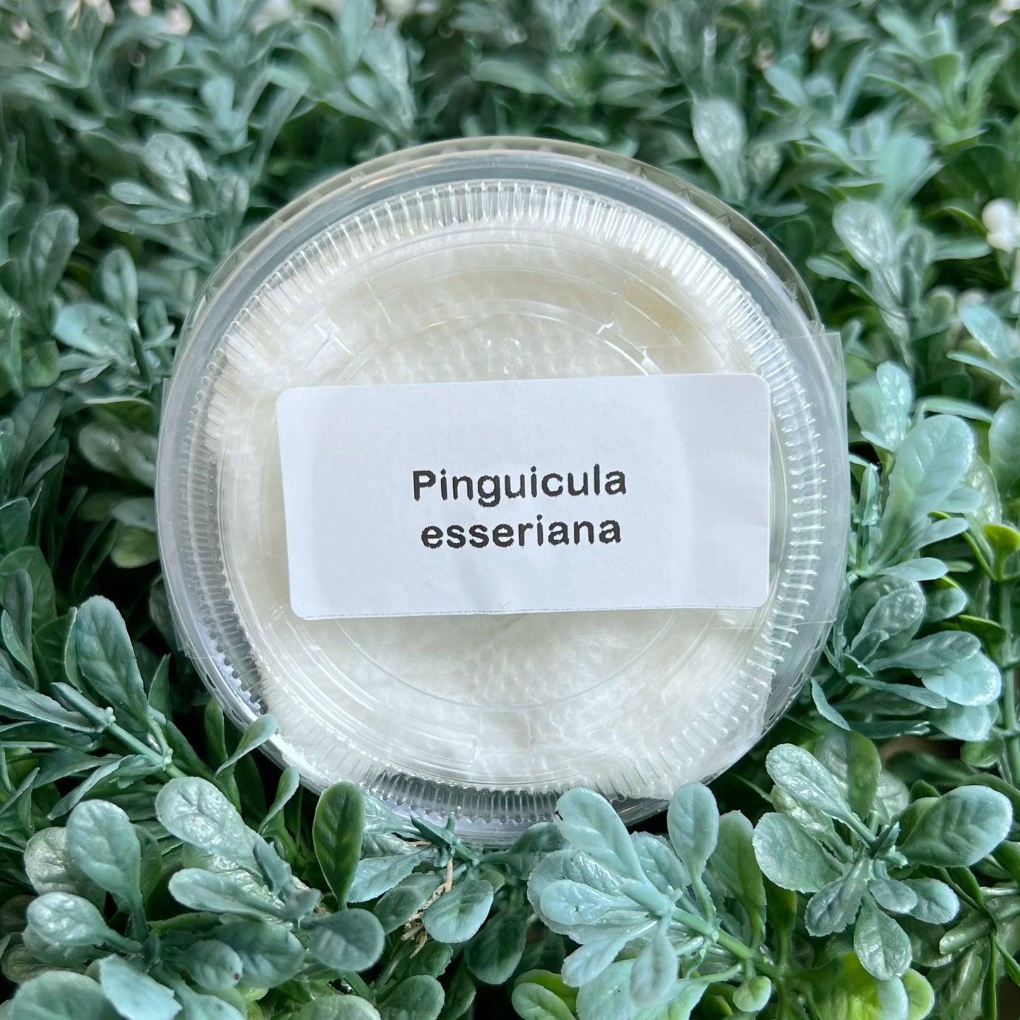 Pinguicula esseriana – Mexican Butterwort (Plant Only)