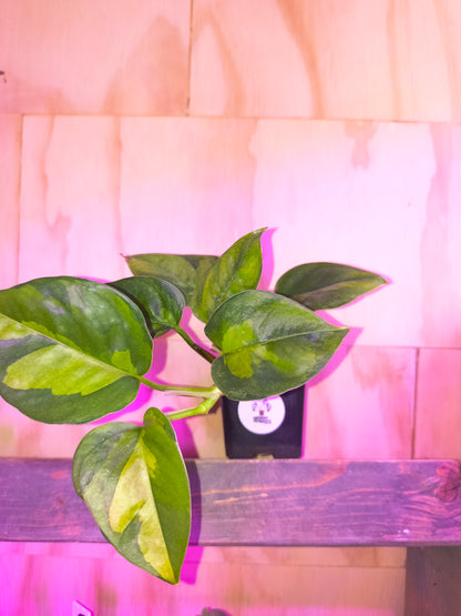 Global Pothos