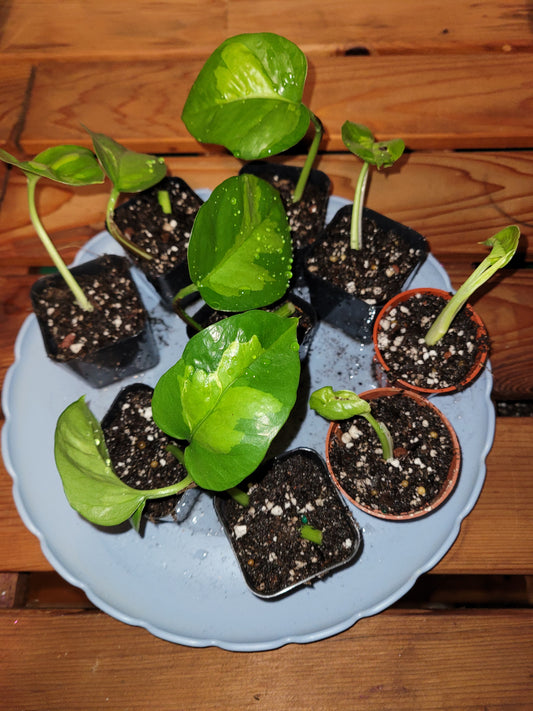 Global Pothos