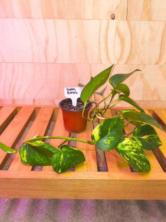 Golden Pothos