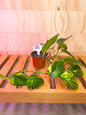 Golden Pothos