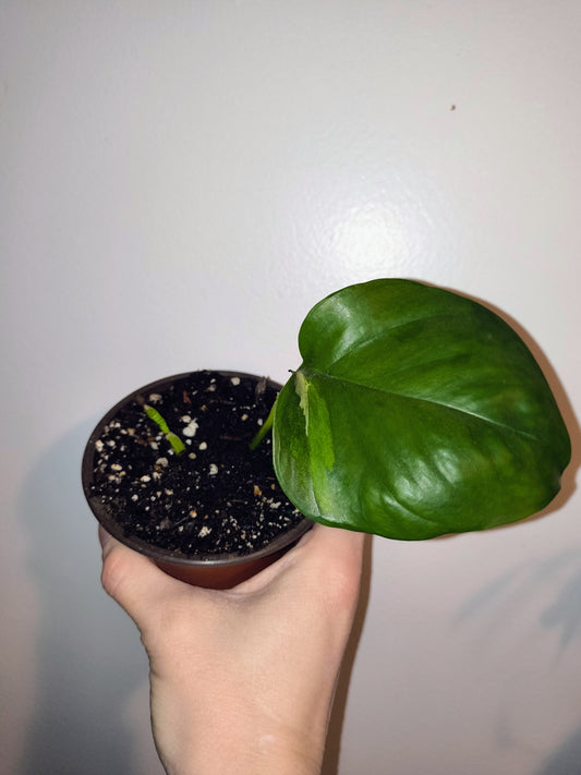 Manjula Pothos