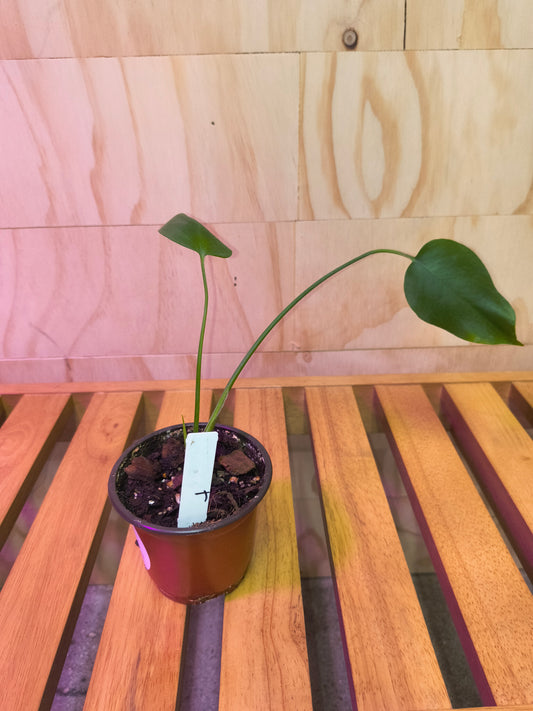 Monstera Deliciosa