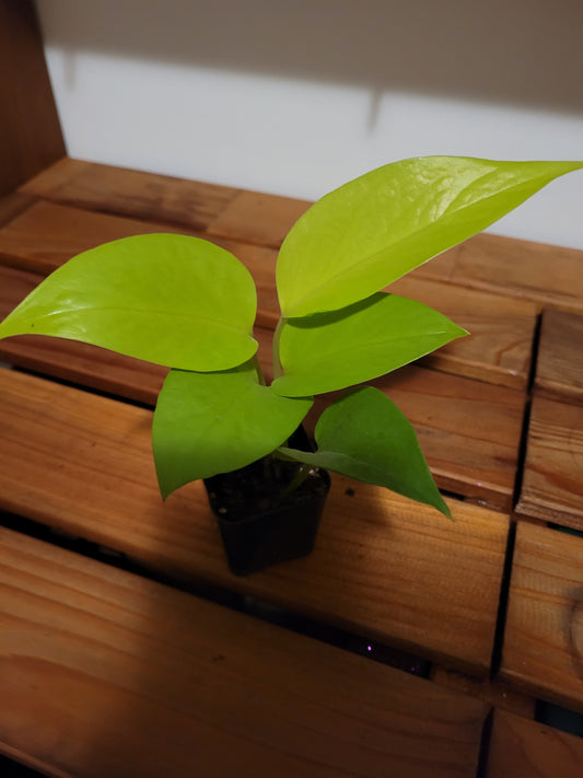 Neon Pothos